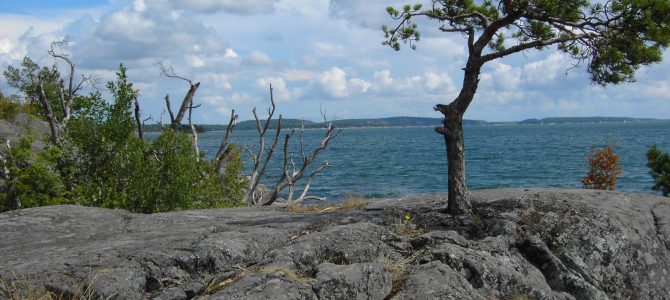 Havsliv vid Björkviks brygga Havsliv vid Björkviks brygga